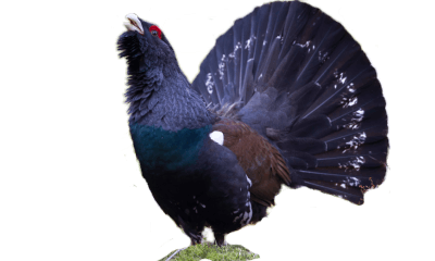 Parcul National Calimani